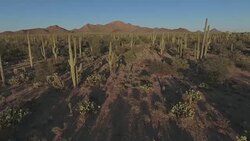 Sonoran desert aerial footage Stock Footage