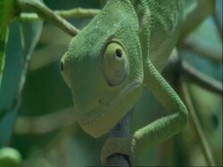 CU Flapnecked Chameleon, Chamaeleo dilepis, crawling along branch, Botswana, Africa Stock Footage
