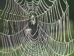 CU Shot of spiderweb with dewdrops / Nittel, Rhineland Palatinate, Germany Stock Footage