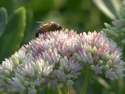Honeybee probes pink flower Stock Footage