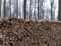 MS PAN Shot of stacked firewood in forest / Orscholz, Saarland, Germany Stock Footage