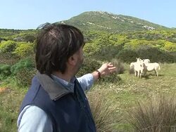 VOICED: Italian island once a jail for Mafiosi, now heaven for donkeys News Clip