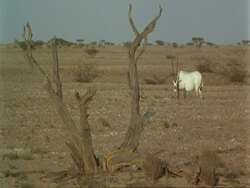 WA Arabian Oryx, Oryx leucoryx, grazing in desert, dead tree in foreground, Jiddat al Harasis desert, Oman Stock Footage