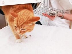 Cat arrives at the vet Stock Footage