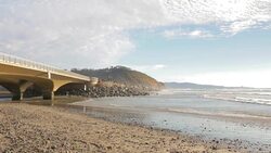 Torrey Pines Stock Footage
