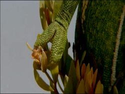 Chameleon 'hand', Andalucia, Spain Stock Footage