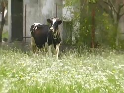 White Mosque in Olympos Turkey Stock Footage