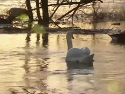 Ducks Swimming On Flood Water News Clip