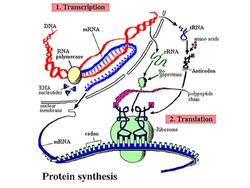 Saul Griffith: Everyday inventions Instructional Video