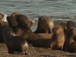 Medium static - A colony of seals gathers on a beach along the Peninsula Valdes in Argentina. / Chubut, Argentina Stock Footage