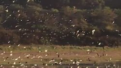 Thousands of birds Stock Footage