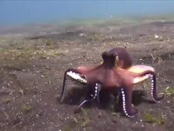 MS TS Veined octopus walking with home / Lembeh strait, Sulawesi, Indonesia  Stock Footage