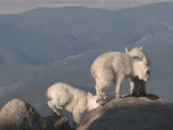 MS Shot of three mountain goat kids jumping on rock / Idaho Springs, Colorado, United States Stock Footage