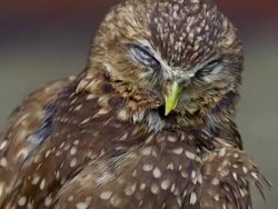 Burrowing Owl, Grooming Himself Stock Footage