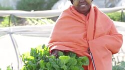 Video portrait of Traditional African Woman Organic Farmer Stock Footage