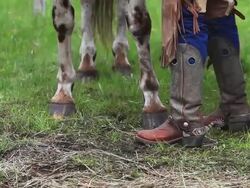 Cowboy boots, spurs, chaps and horse hooves Stock Footage