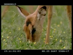 CU Impala (Aepyceros melampus) grazing, to camera Stock Footage