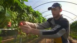 Male fruit picker harvests strawberries in poly tunnel. Stock Footage