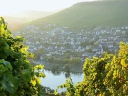 HA Town on the banks of the Moselle river past vineyard greenery / Bernkastel-Kues, Rhineland-Palatinate, Germany Stock Footage