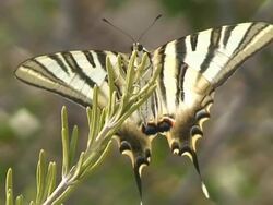 Butterfly Stock Footage