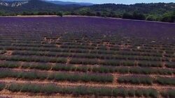 Lavender field in Provence Stock Footage