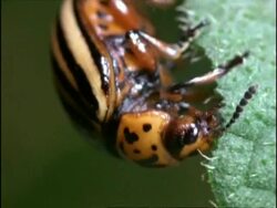 Colorado Beetle,CU beetle eating potato leaf, Pest, England Stock Footage
