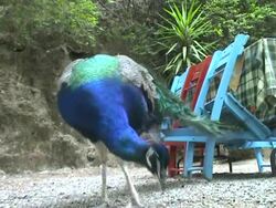 peacock Stock Footage