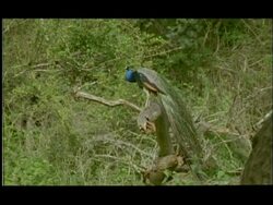 Peacock (Pavo cristatus) perching and calling, Bandipur, Nagarahole, India Stock Footage
