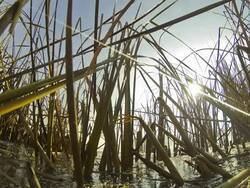 HD TIME-LAPSE: Sunlight Coming Through A Swamp Stock Footage