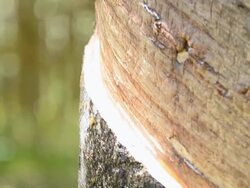 panning :scar on trunk for keeping rubber latex Stock Footage
