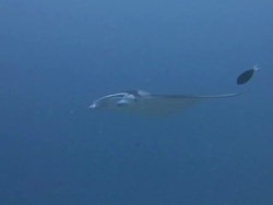 Manta Ray Gliding Stock Footage