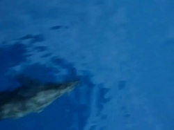 Dolphin swimming. Stock Footage