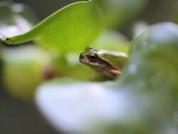 Frog Hanging On Stock Footage