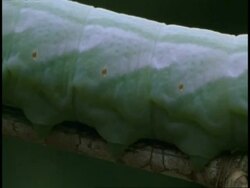 BCU green Caterpillar, crawling along branch, Western Ghats, India Stock Footage