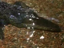 Crocodile Stock Footage