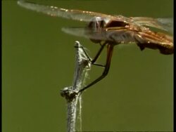 Edited sequence, CU Dragonfly resting on stem of plant, USA; SEQUENCE OF CLIPS, SPECIAL TERMS APPLY Stock Footage