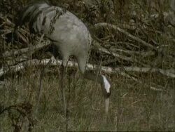 European Crane (Grus grus) carrying and eating snail, north-east Extremadura in Dehesa, Spain Stock Footage