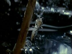 CU Mosquito (Aedes aegypti) emerging from water, UK.  Aedes aegypti spreads yellow fever, dengue fever, Chikungunya and other diseases. Stock Footage