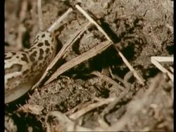 CU Slug moving across dirt Stock Footage