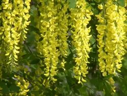 HD: Laburnum Stock Footage