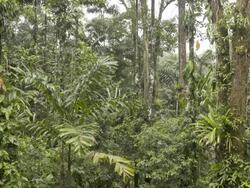 Interior of tropical rainforest during an afternoon shower with rain and mist, Ecuador.  Time-lapse. Stock Footage