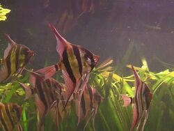 Angelfish in large aquarium Stock Footage