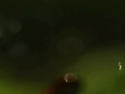 Medium Shot Rack Focus Slow Motion - Poison dart frog leaps through bottom of frame and through focus in the rain / Costa Rica Stock Footage