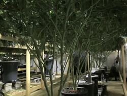 Marijuana, weed, buds, cannabis, plant, pot Stock Footage