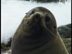 Fur Seal - CU head looks to camera, sea waves crash on rocky coastline in background Stock Footage