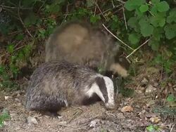 WS View of European badger pair standing at den entrance / Calvados, Normandy, France Stock Footage