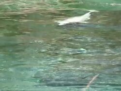 Beluga 2 - HD 1080/60i Stock Footage