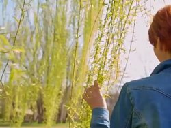 SLO MO Woman walking between willow tree's branches Stock Footage