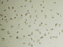 Microbes Stock Footage