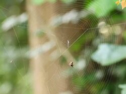 Spider building its web, Time-Lapse Stock Footage